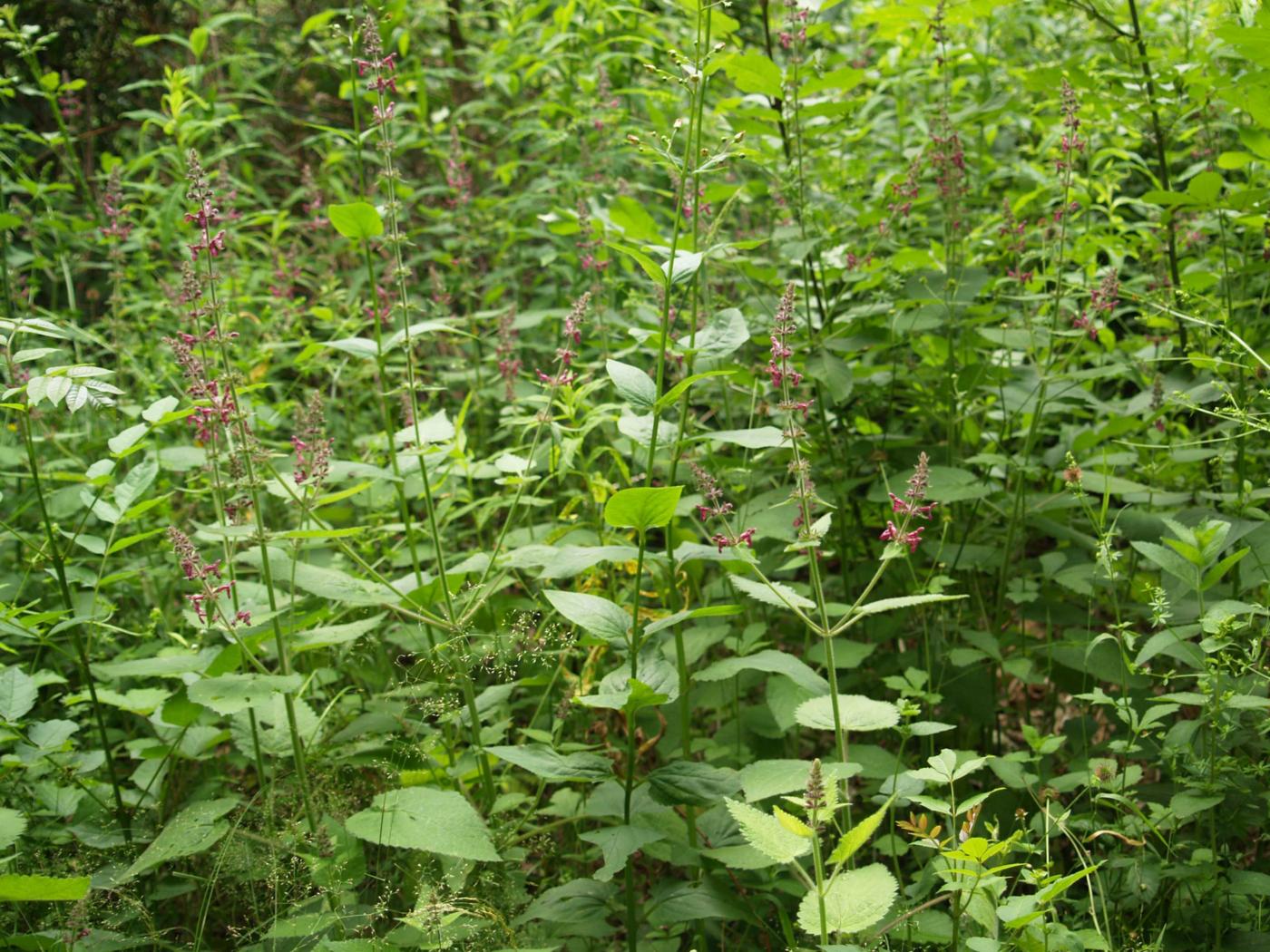 Woundwort, Wood plant